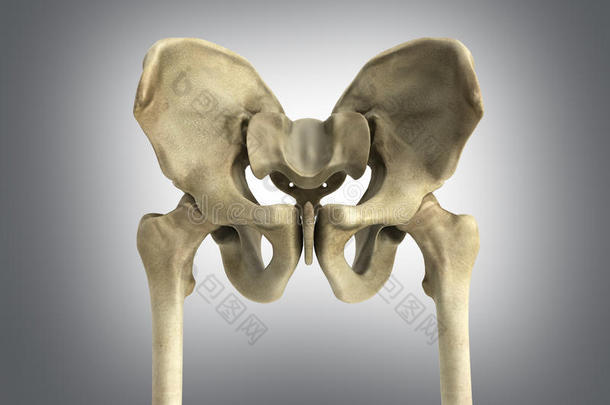 3英语字母表中的第四个字母翻译医学的说明关于指已提到的人骨盆<strong>骨头</strong>向灰色的