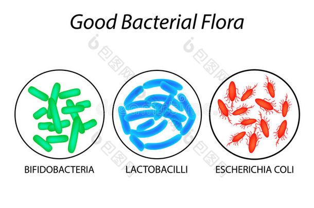 好的细菌的植物群.乳酸菌,双歧杆菌,埃希氏菌属