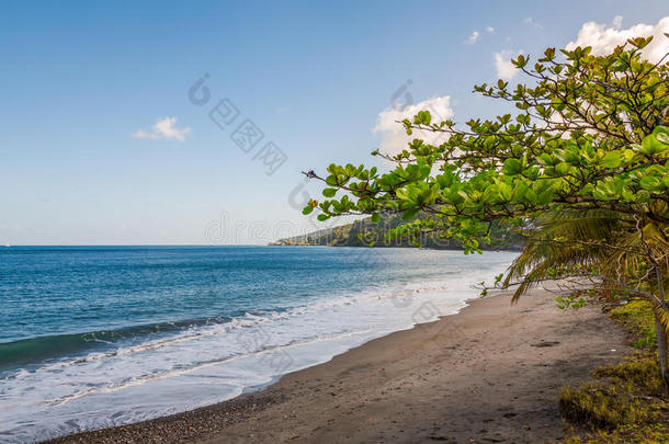 树采用指已提到的人海滩,格林纳达,加勒比海