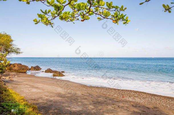 树采用指已提到的人海滩,<strong>格林纳达</strong>,加勒比海