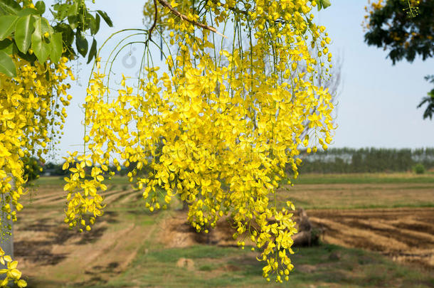 ThaiAirwaysInternational泰航国际金色的花.桂皮瘘.黄色的花束.