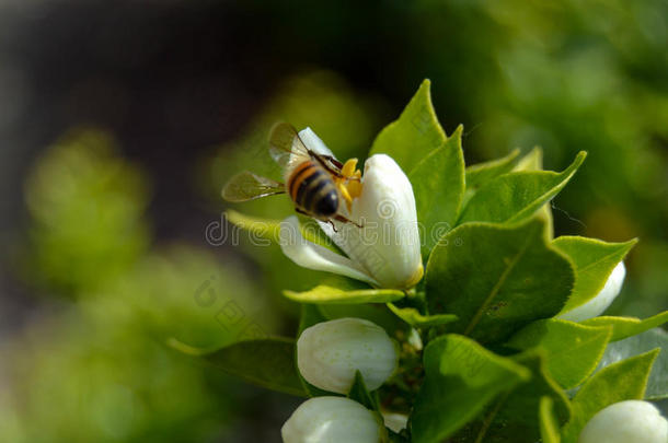 蜜蜂遵守喂养在旁边一花为蜂蜜