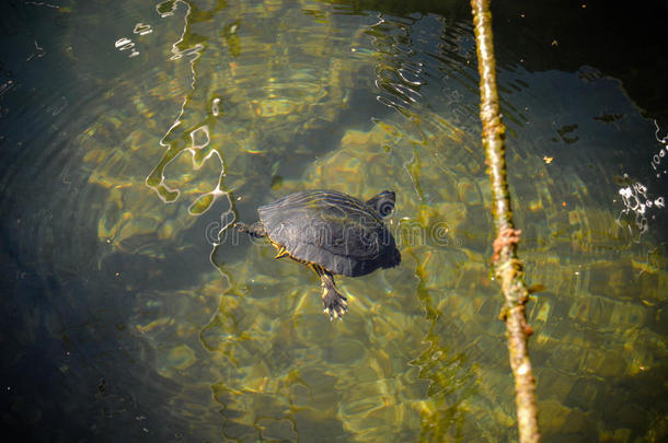 龟遵守游泳采用指已提到的人湖