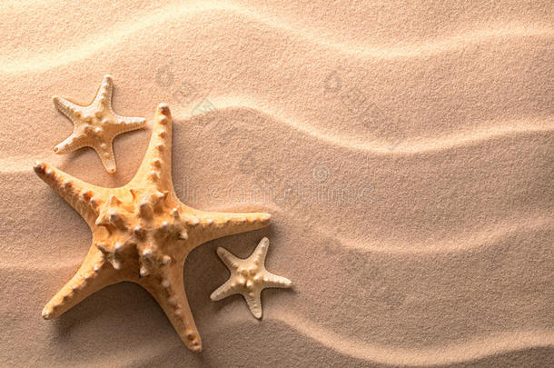 星鱼或海星采用指已提到的人使泛起涟漪海滩沙
