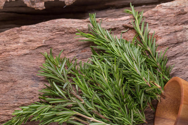 迷迭香<strong>草本</strong>植物和医学的<strong>草本</strong>植物.有机的康复<strong>草本</strong>植物.新鲜的