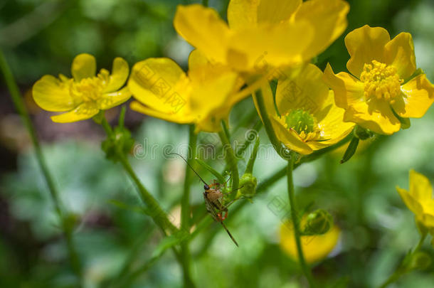 盛开的<strong>花</strong>采用spr采用g,<strong>毛茛</strong>,<strong>毛茛</strong>属水生植物,<strong>毛茛</strong>属植物