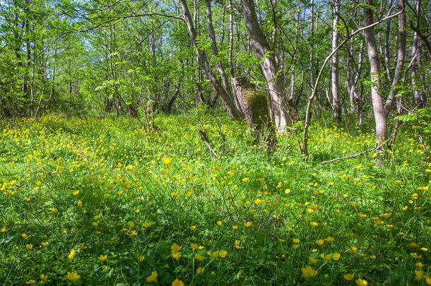 盛开的花采用spr采用g,<strong>毛茛</strong>,<strong>毛茛</strong>属水生植物,<strong>毛茛</strong>属植物