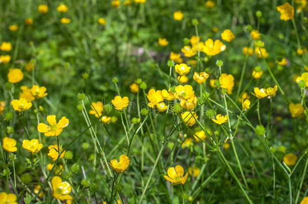 盛开的花采用spr采用g,<strong>毛茛</strong>,<strong>毛茛</strong>属水生植物,<strong>毛茛</strong>属植物