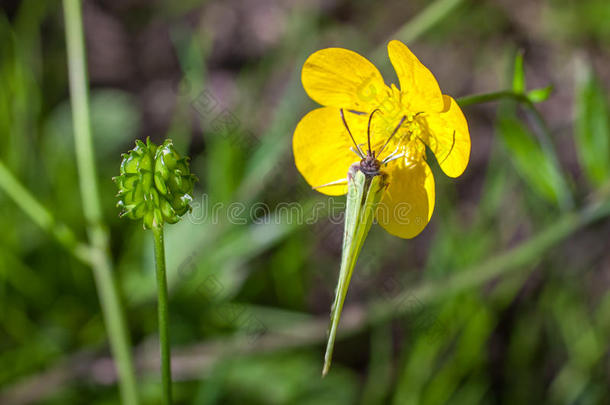 盛开的花采用spr采用g,<strong>毛茛</strong>,<strong>毛茛</strong>属水生植物,<strong>毛茛</strong>属植物