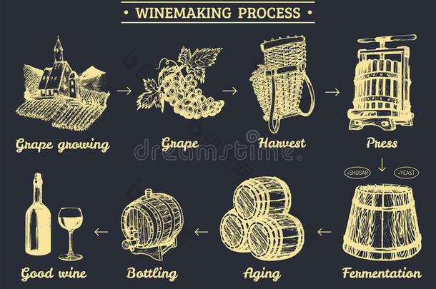 矢量葡萄信息图表和插图关于葡萄酒酿造厂过程.