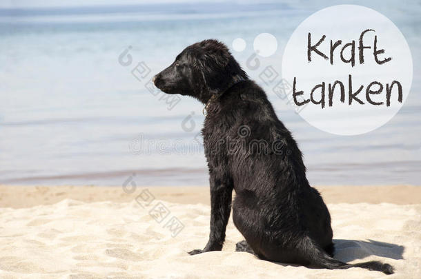 狗在沙的海滩,牛皮纸思想方法轻松