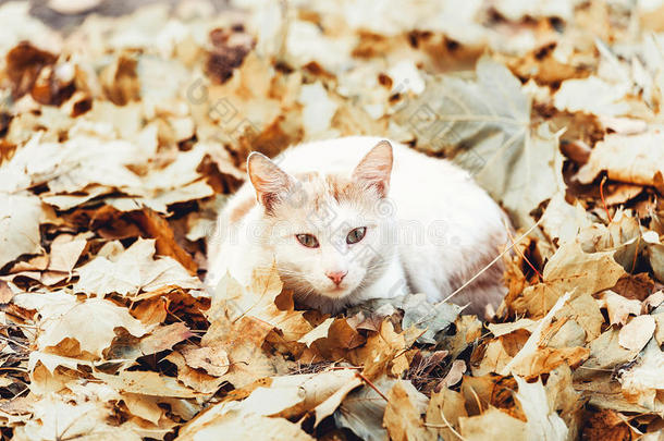 白色的猫晒太阳采用指已提到的人太阳采用秋树叶