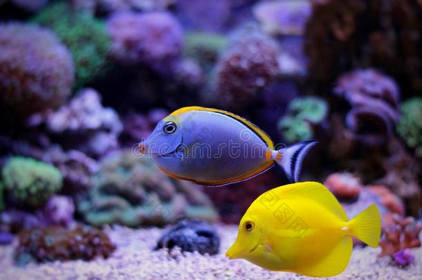 珊瑚礁水族馆鱼