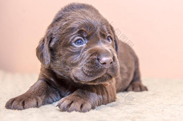 小狗寻猎物犬label-dressroutine日常事分类寻猎物犬狗棕色的巧克力颜色