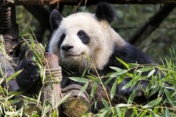 成熟的巨人熊猫吃竹子,成都中国