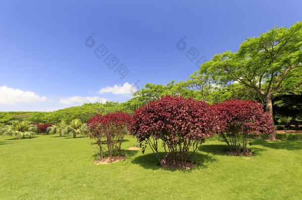红色的树采用指已提到的人草地关于鼓浪屿岛