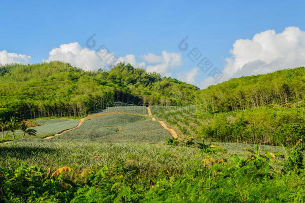 侵犯向森林向指已提到的人山采用泰国