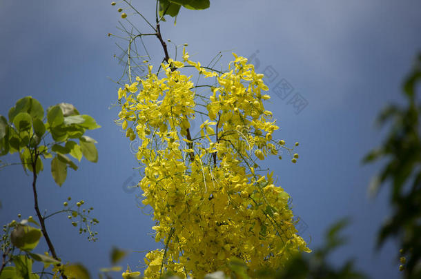 小的黄色的花或桂皮瘘花