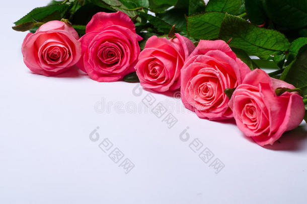 粉红色的玫瑰隔离的向白色的背景和复制品空间.