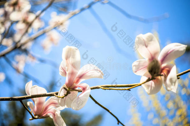 美丽的木兰花.精心选择的集中