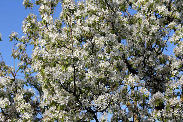 背景关于春季白色的樱桃花树.