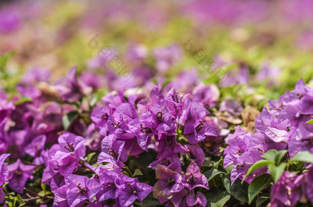 叶子花属花和复制品空间.泰国