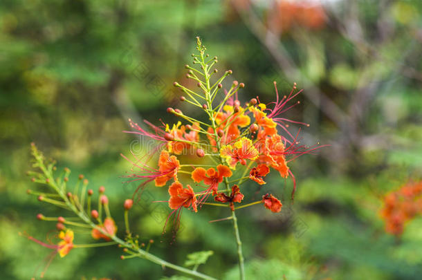 石莲子普切里玛或王国的黄蝴蝶属植物或孔雀花采用