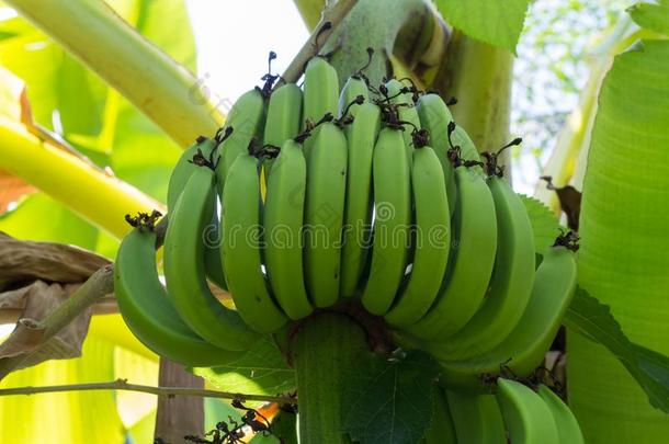 年幼的绿色的香蕉向树.未成熟的香蕉s关在上面.