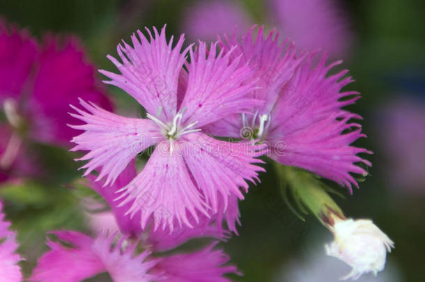 特写镜头花瓣石竹类属植物超级巴士粉红色的具流苏的药草的香味