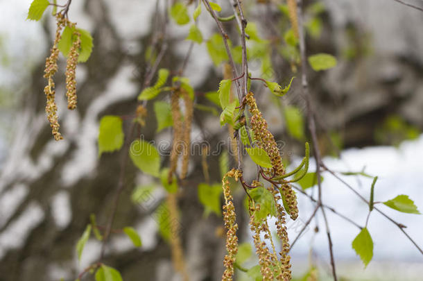 桦树树,葇荑花