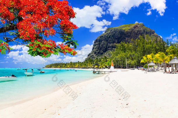 美丽的海滩关于和煦的：照到阳光的毛里求斯岛.热带的假期