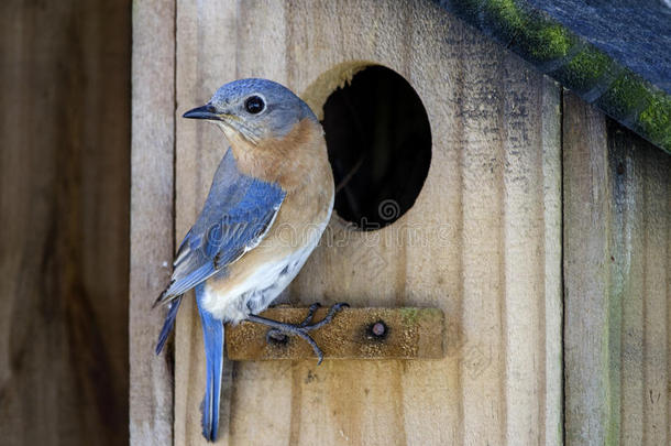东方的北美洲产的蓝知更鸟鸟窝盒花园凉亭鸟houses