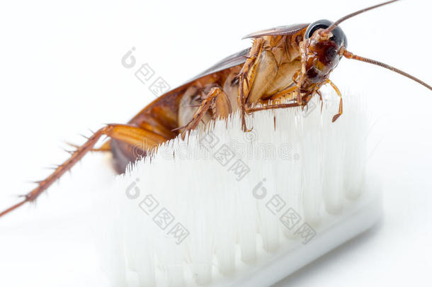 蟑螂粘贴向指已提到的人尖端关于一白色的牙刷.