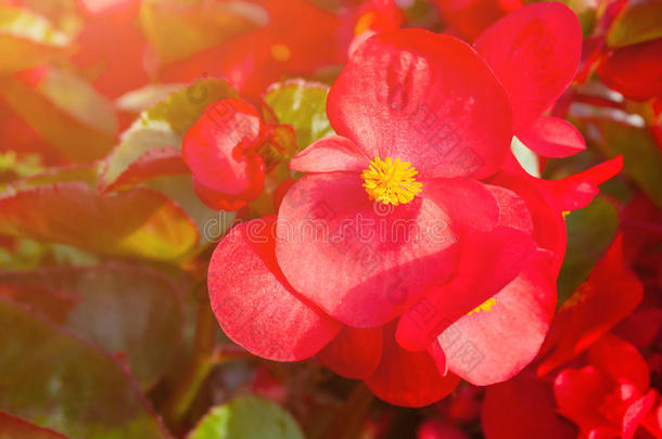 春季花关于红色的<strong>秋海棠</strong>属的植物