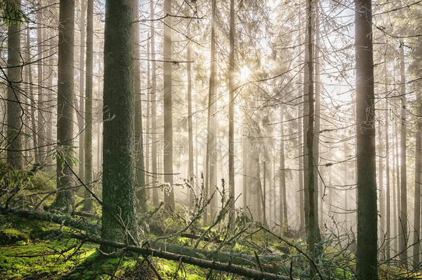 老的深的多雾的森林和<strong>太阳</strong>微量.