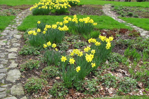 花园关于黄色的黄水仙水仙假水仙盛开的采用