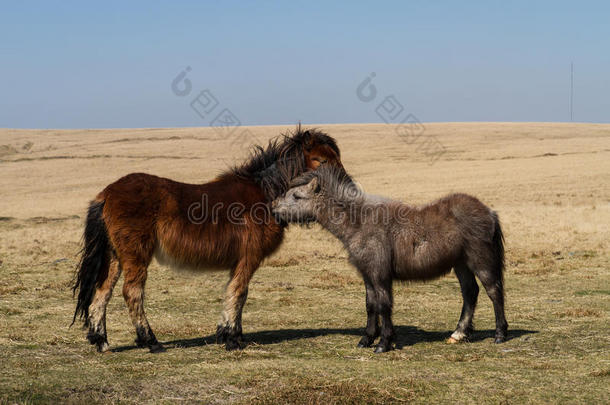 两个达特姆尔高原矮种马在近处普林斯敦,达特姆尔高原,德文郡