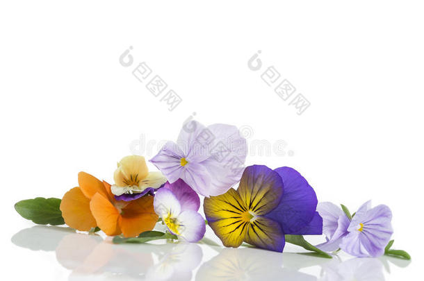 中提琴三色旗美好的三色紫罗兰,象征指已提到的人到达关于春季