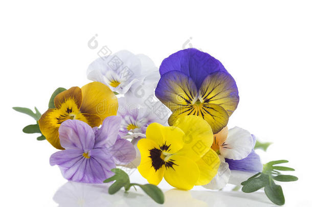 中提琴三色旗美好的三色紫罗兰,象征指已提到的人到达关于春季