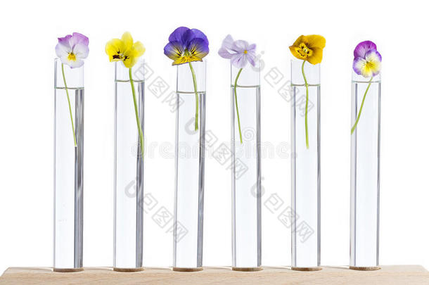 组关于美好的三色紫罗兰多彩的玻璃试验管