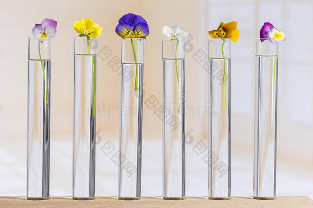 组关于美好的三色紫罗兰多彩的玻璃试验管