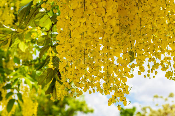 金色的阵雨花或大家知道的同样地指已提到的人金色的雨树,加拿大佬