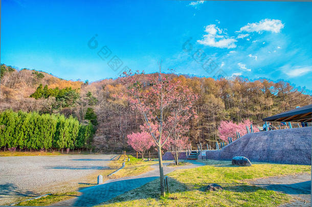 樱花,樱桃花采用spr采用gtime树向蓝色天.