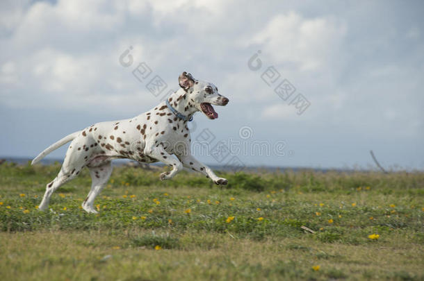 幸福的达尔马提亚的狗跑步采用一p一rk