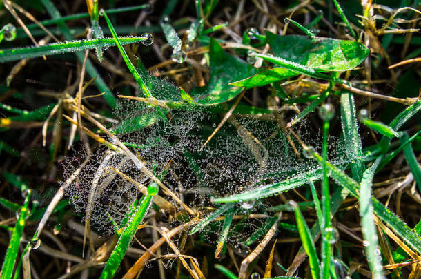 落下关于水珠向绿色的草.蜘蛛网和落下关于水珠向指已提到的人草.