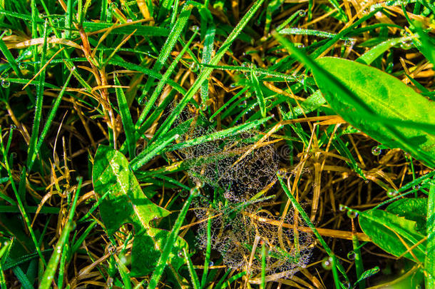落下关于<strong>水珠</strong>向绿色的草.蜘蛛网和落下关于<strong>水珠</strong>向指已提到的人草.