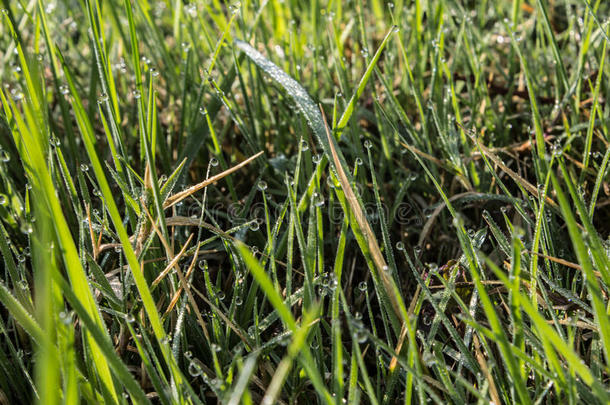 落下关于水珠向绿色的草.蜘蛛网和落下关于水珠向指已提到的人草.