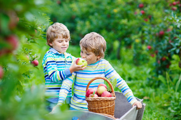 两个值得崇拜的幸福的小的小孩男孩采摘和吃红色的苹果