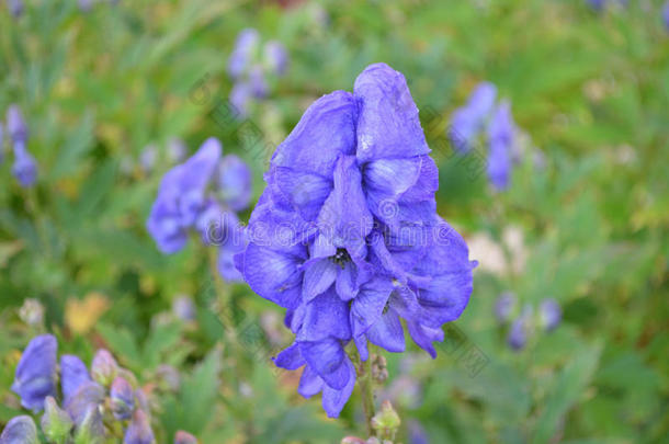 美丽的盛开的蓝色飞燕草花