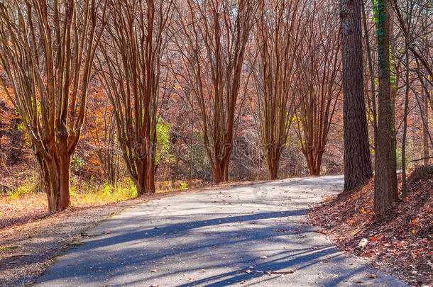 胡同和豹树采用Lullwater公园,亚特兰大,美利坚合众国
